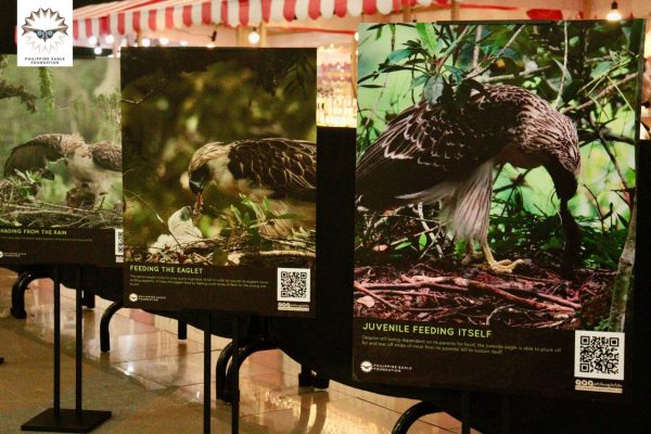 Conservationists Gather Nationwide to Celebrate Philippine Eagle Week 2025