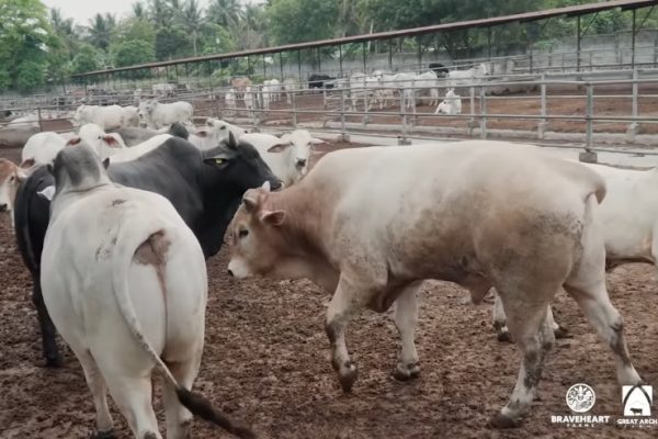 Practical Cattle Raising In Backyard Paddocks (FOOD FOR THOUGHT by Manny Pinol)
