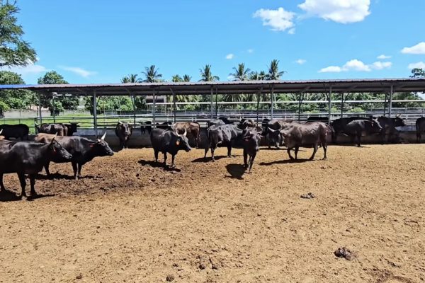 ‘Wagyu’ Thrives & Breeds In Hot Climate Of South Cotabato!(FOOD FOR THOUGHT by Manny Piñol)