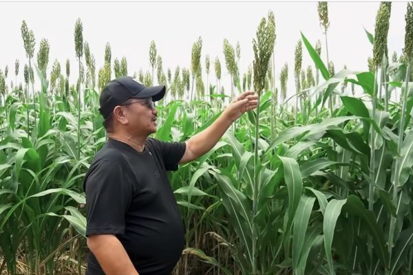 Sorghum Silage Ready; Bring In The Cattle! (FOOD FOR THOUGHT by Manny Piñol)